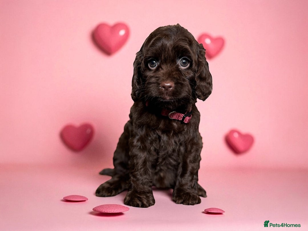 Cockapoo dogs for sale: *READY NOW* girls F1 CHOCOLATE DNA CLEAR  - Image 2