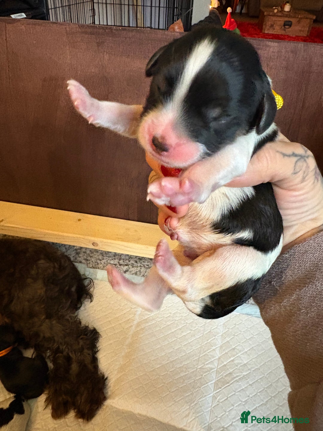 Mixed Breed dogs for sale: Beautiful Cavapoo puppies  - Advert 16