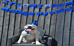 Mixed Breed dogs for sale: Snoopy staffy X Dalmatian  - Image 1