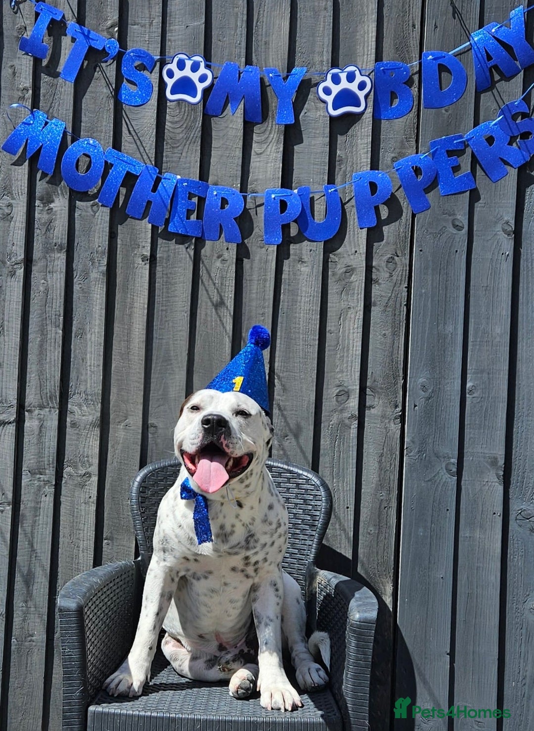 Mixed Breed dogs for sale: Snoopy staffy X Dalmatian  - Image 1
