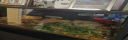 Python Snake reptiles for sale: Ball Python & Enclosure in Haverhill - Advert 2