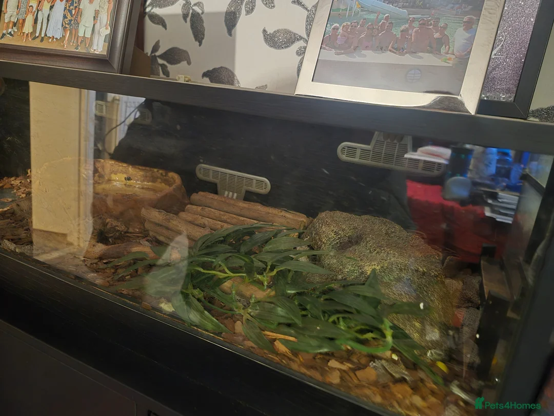 Python Snake reptiles for sale: Ball Python & Enclosure in Haverhill - Advert 2