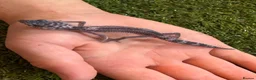 Leopard Gecko reptiles for sale: Leopard Gecko - Advert 4