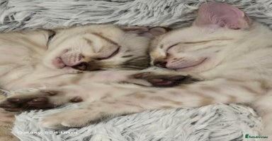 Bengal cats - Advert 15