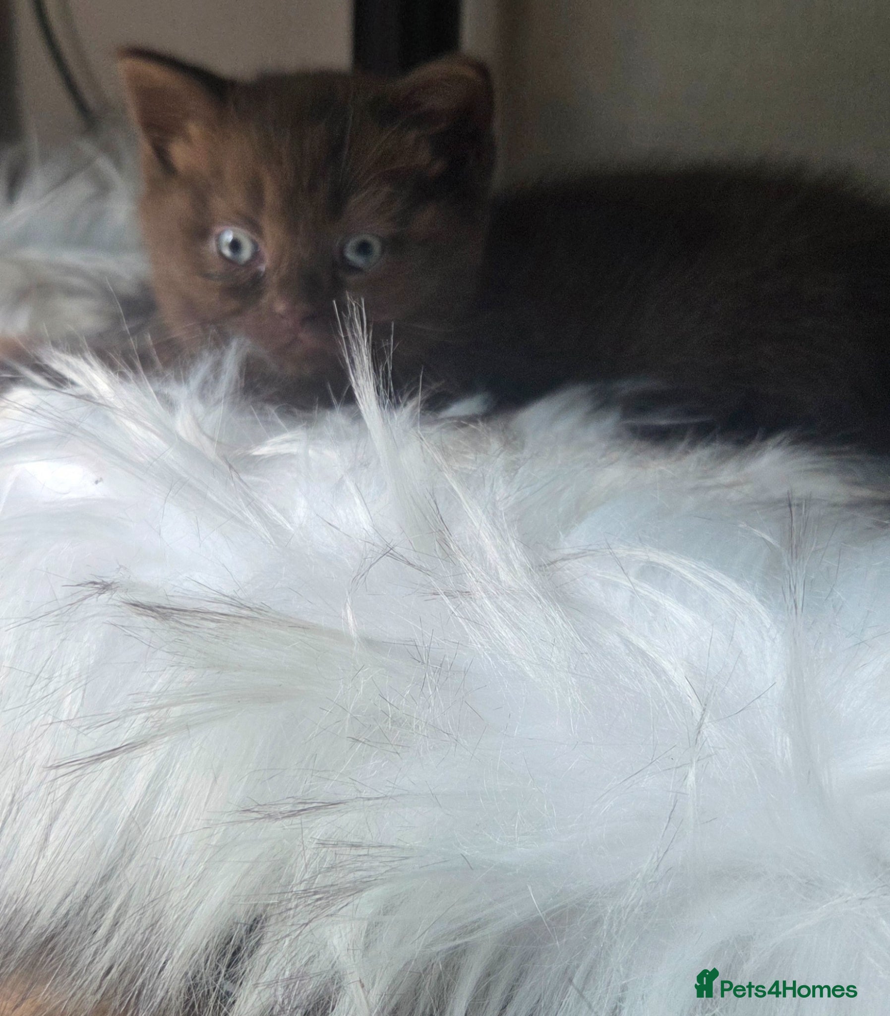 British Shorthair cats Chocolate British Short Hair - Advert 11