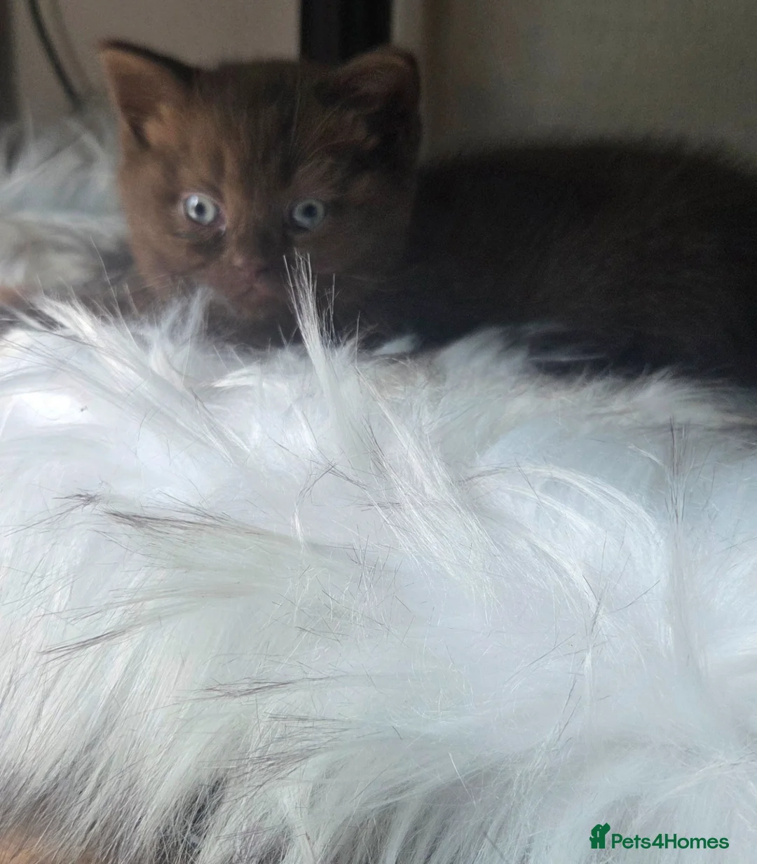 British Shorthair cats for sale: Chocolate British Short Hair - Advert 2