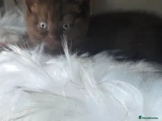 British Shorthair cats Chocolate British Short Hair - Advert 11