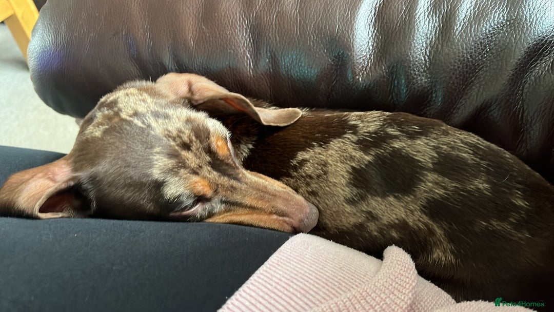 Dachshund dogs for sale: Female Dachshund  - Image 3
