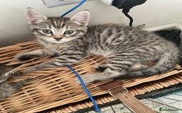 Bengal cats for sale: Cross bengal kittens  - Image 10