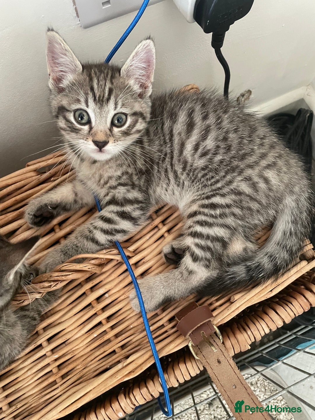 Bengal cats for sale: Cross bengal kittens  - Image 10