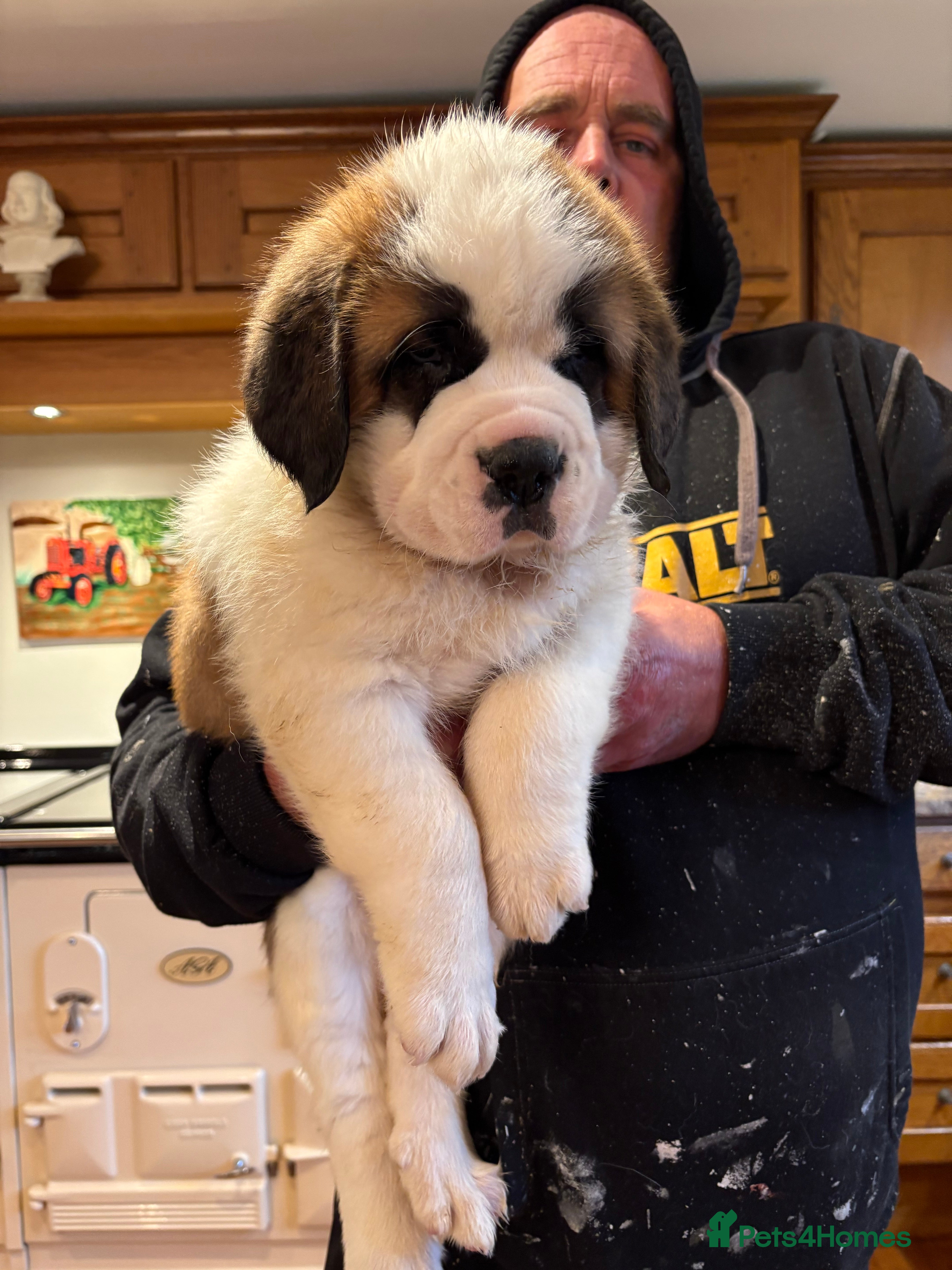 Saint Bernard dogs READY TO LEAVE NEXT WEEK  - Advert 3