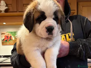 Saint Bernard dogs READY TO LEAVE NEXT WEEK - Advert 3