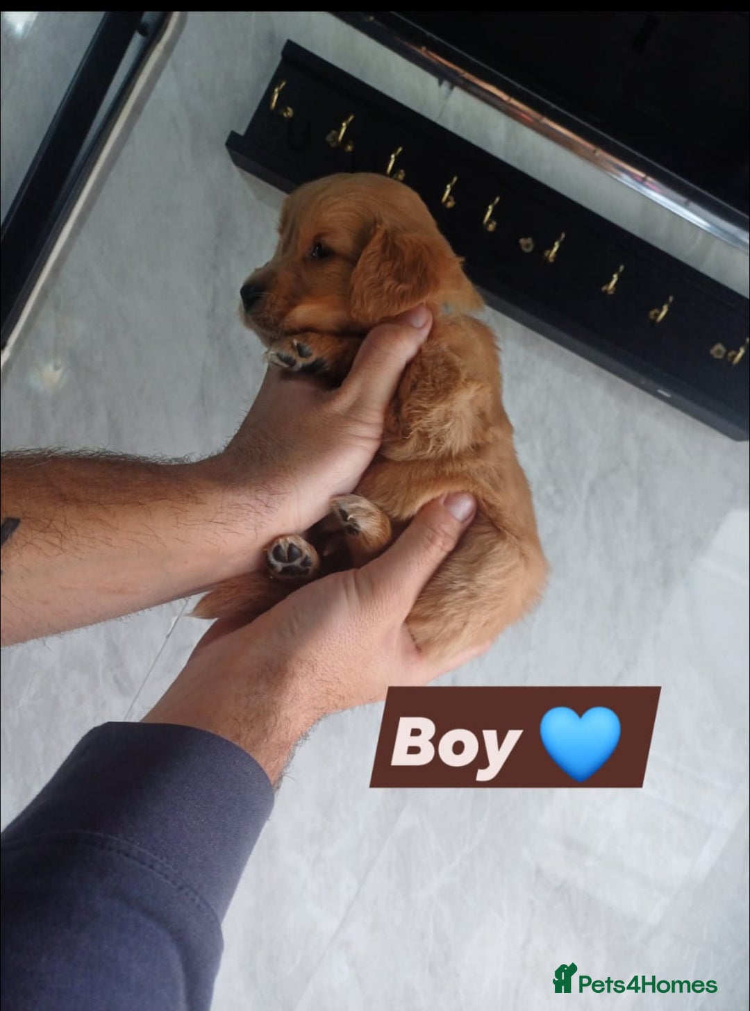 Labrador Retriever dogs for sale: READY TO LEAVE NOW KC registered golden retrievers - Advert 8