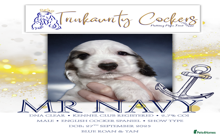 Cocker Spaniel dogs - Advert 10