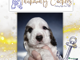 Cocker Spaniel dogs - Advert 15