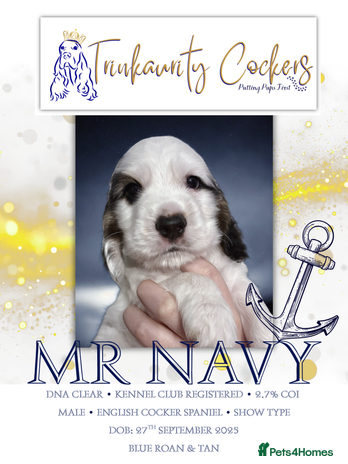 Cocker Spaniel dogs - Advert 1