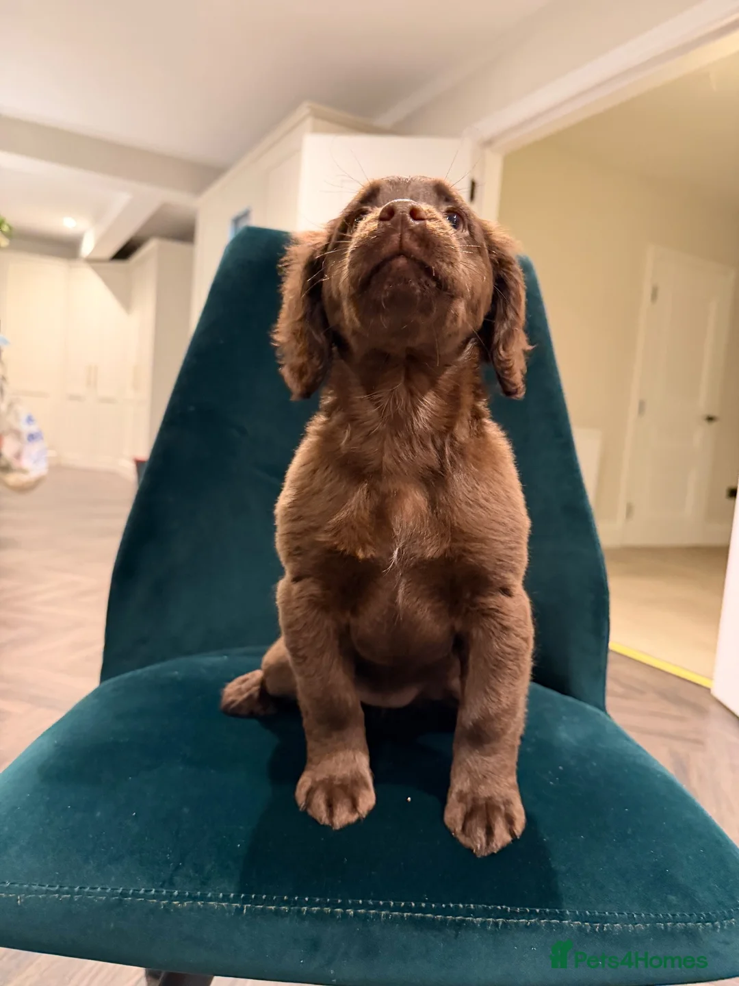 Cockapoo dogs for sale: 🐾❤️ Meet Muffin ❤️🐾 - Advert 11