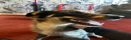 Mixed Breed dogs for sale: mave  - Advert 12