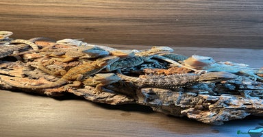 Bearded Dragon reptiles 3 Baby Bearded Dragons - Advert 4