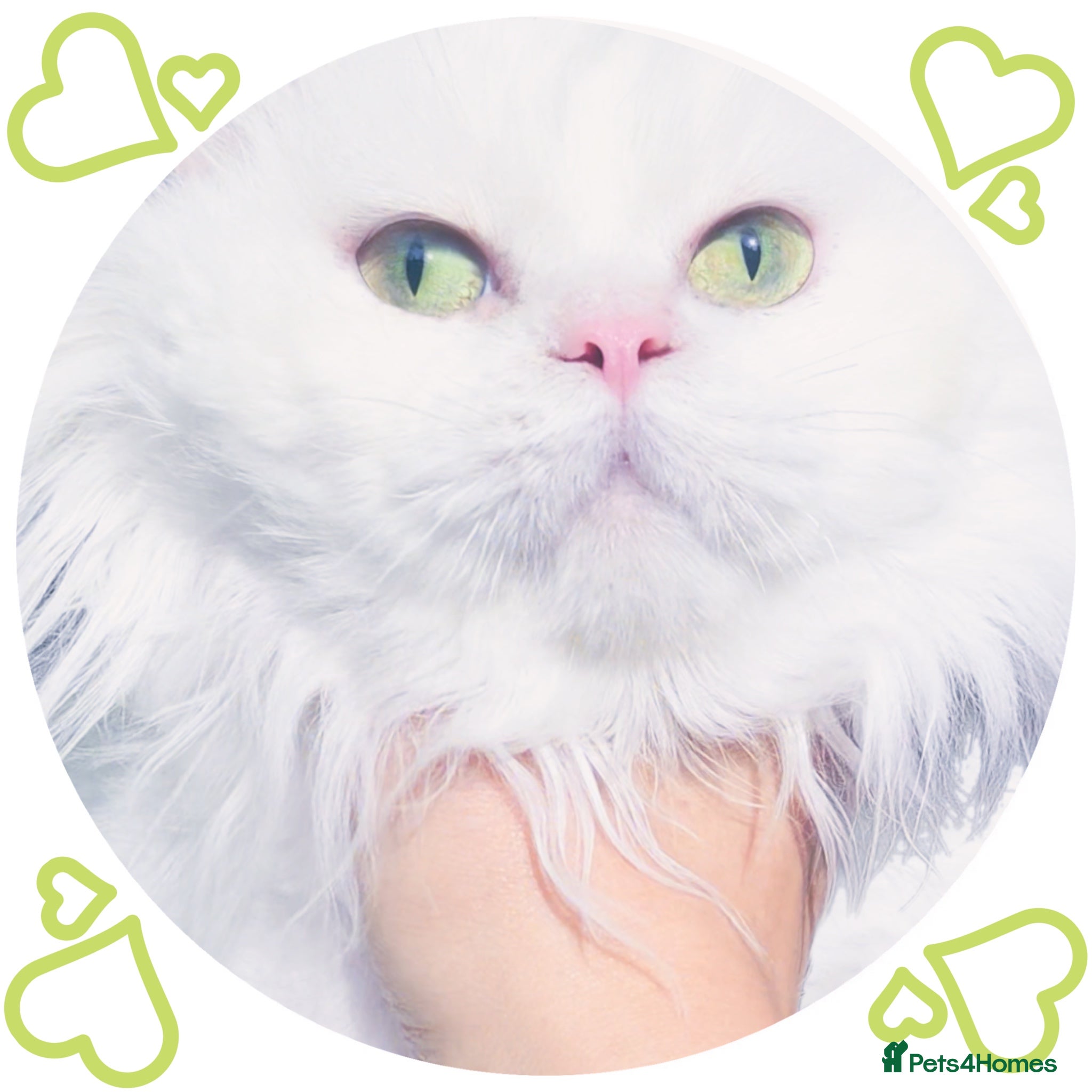 Munchkin cats Complete Minuet Breeding Business for Sale - Advert 1