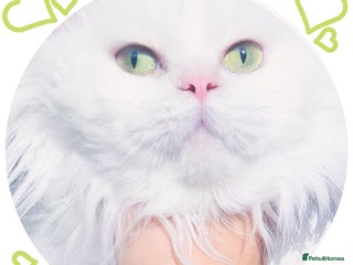 Munchkin cats Complete Minuet Breeding Business for Sale - Advert 1