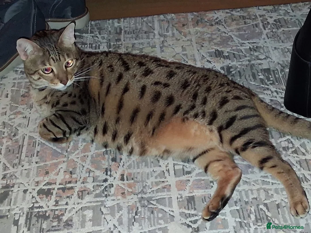 Bengal cats for sale: Beautiful Bengal × British Shorthair Kittens in Huddersfield - Advert 2