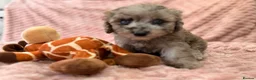 Labradoodle dogs for sale: DNA health tested parents of stunning labradoodles in Ware - Advert 4