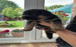 German Shepherd dogs for sale: KC show line German Shepherd puppies - Image 22