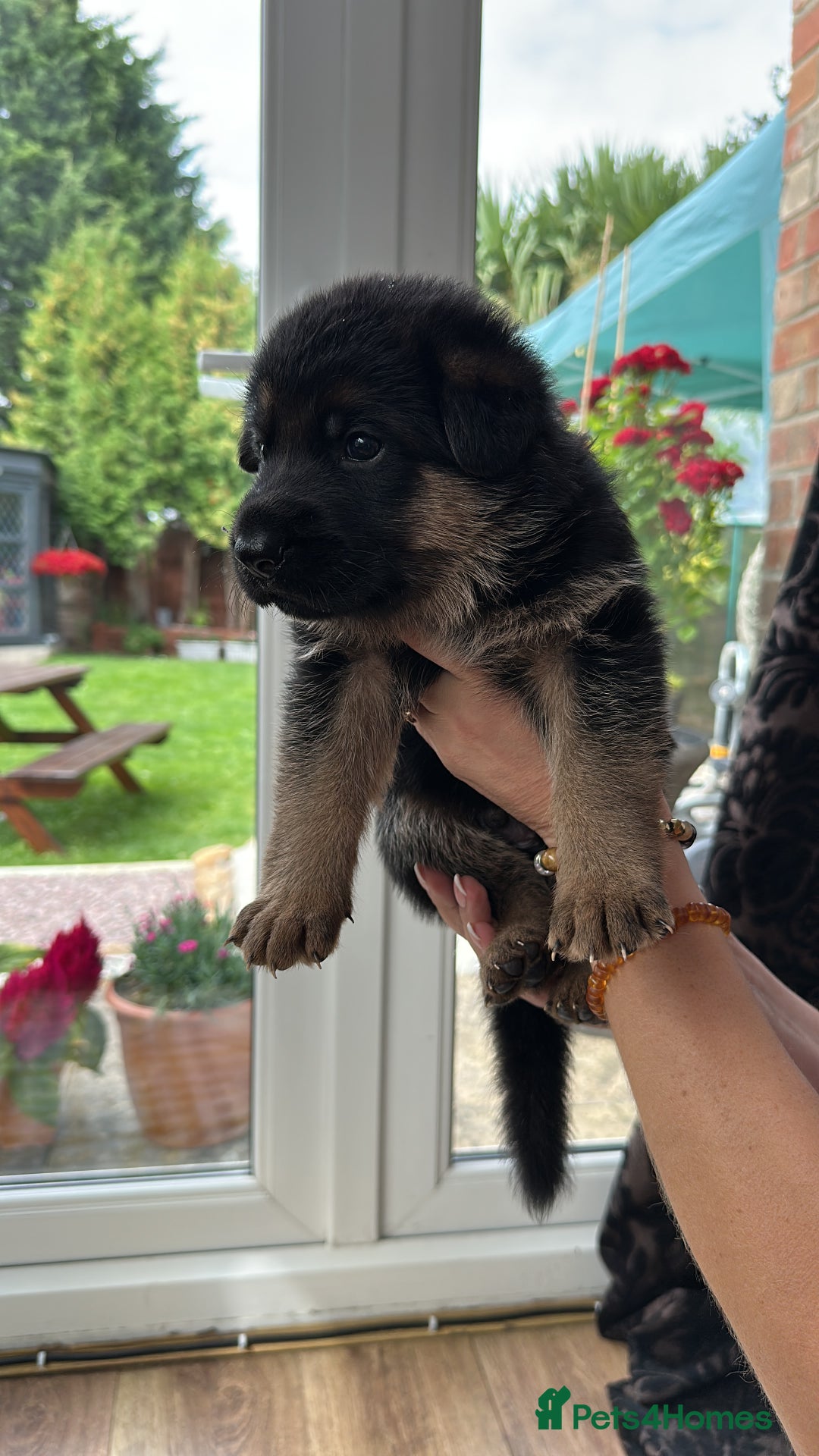 German Shepherd dogs for sale: KC show line German Shepherd puppies - Image 22