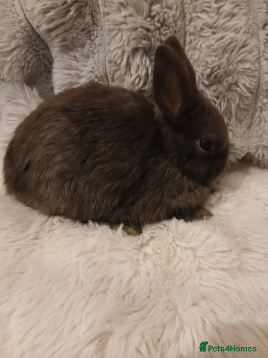 Mini Lop rabbits for sale: 4 baby Mini lop x netherland dwarf baby bunnies  - Advert 2