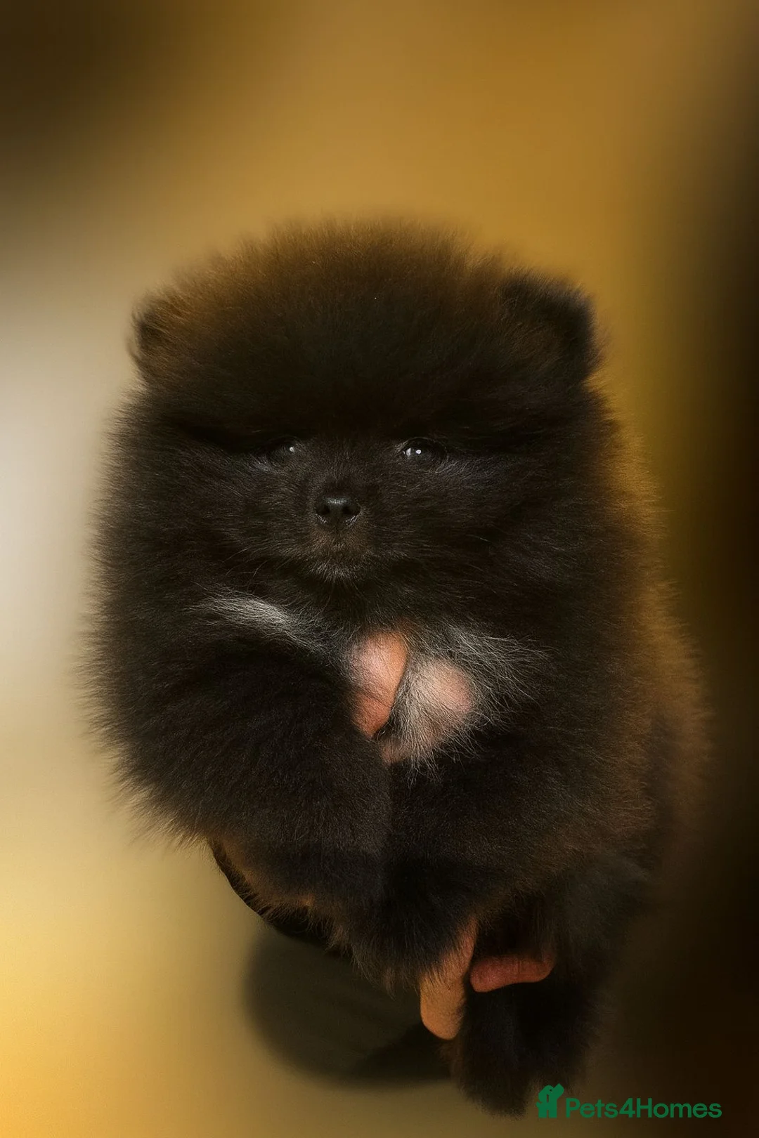 Pomeranian dogs for sale: KC registered small Pomeranians - Advert 4