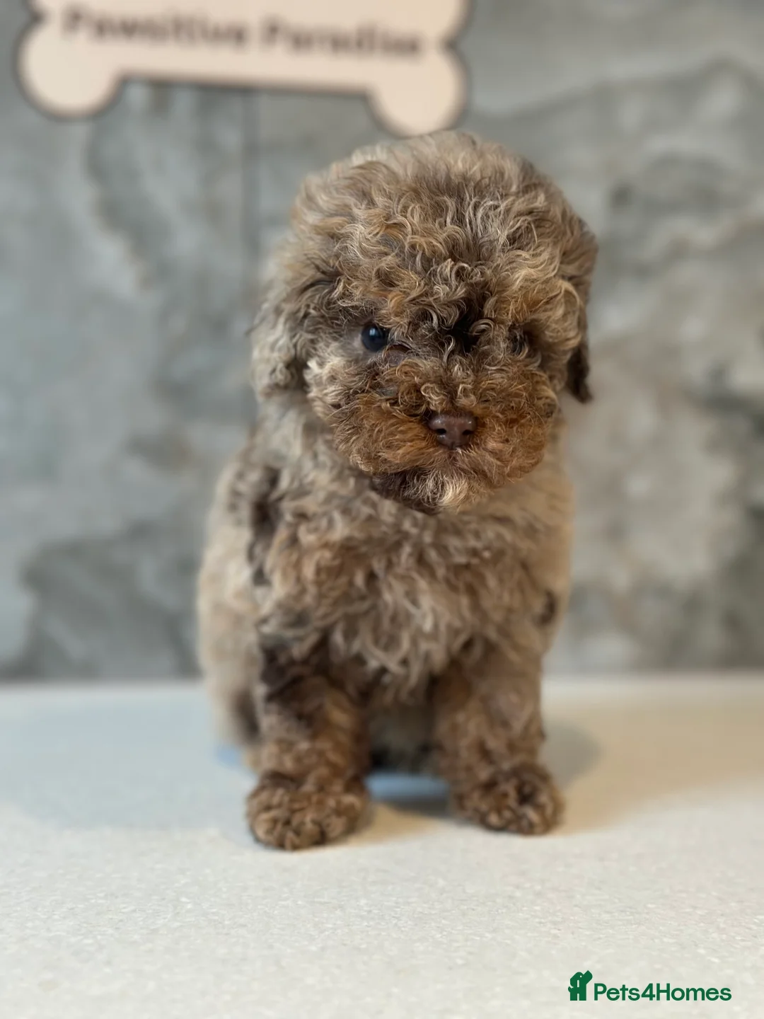 Cavapoo dogs for stud: Premium Cavapoo Chocolate Phantom Parti Stud  in Rickmansworth - Advert 36