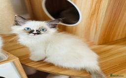 Ragdoll cats for sale: Gorgeous ragdoll kittens  - Image 7