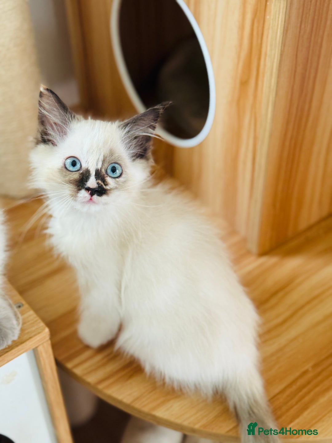 Ragdoll cats for sale: Gorgeous ragdoll kittens  - Image 7