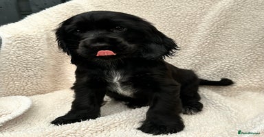 Cocker Spaniel dogs - Advert 8