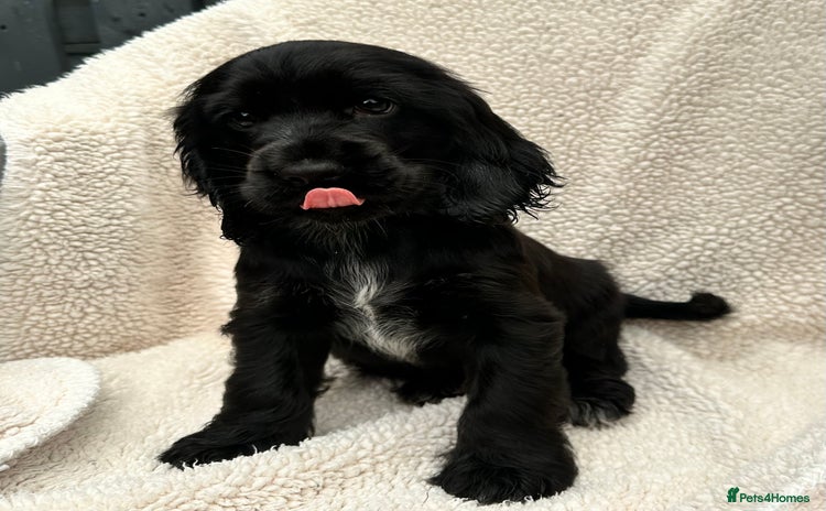 Cocker Spaniel dogs - Advert 2