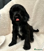 Cocker Spaniel dogs - Advert 8