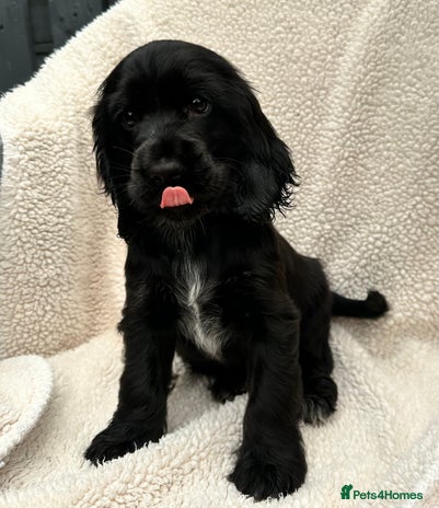 Cocker Spaniel dogs - Advert 2