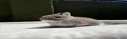 Netherland Dwarf rabbits for sale: Outstanding type and super Friendly  - Advert 6