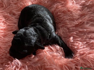 Toy Poodle dogs for sale: Black toy poodle male puppy excellent pedigree - Advert 1