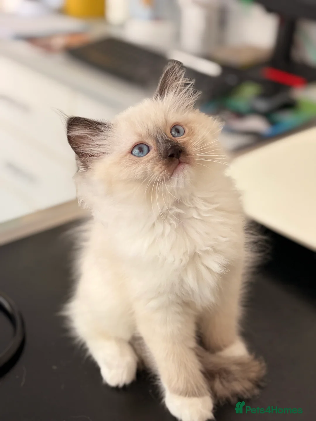 Ragdoll cats for sale: Last remaining Female Ragdoll GCCF Kitten - Advert 2