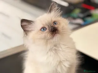 Ragdoll cats *2 left* Ready 1st Aug! Ragdoll GCCF Kittens - Advert 1