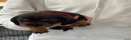 Dachshund dogs for sale: Standard Wired Haired Dachshund/ Teckel  - Advert 3