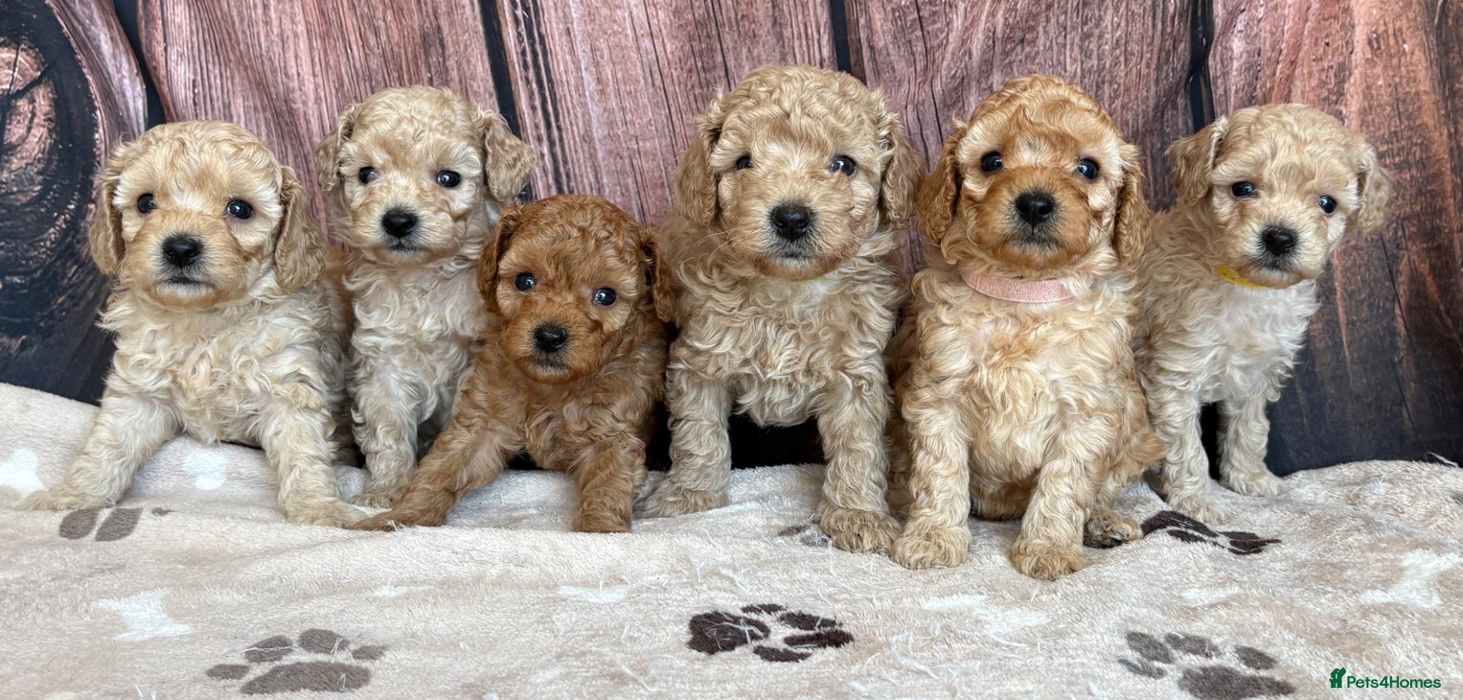 Miniature Poodle dogs Gorgeous Miniature Poodles - Advert 1