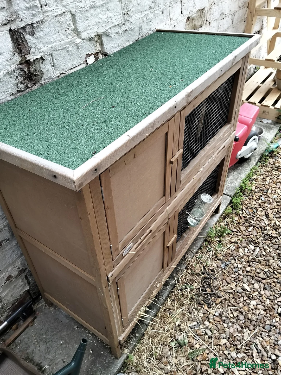 Mini Lop rabbits for sale: Freya  in Crewe - Advert 3