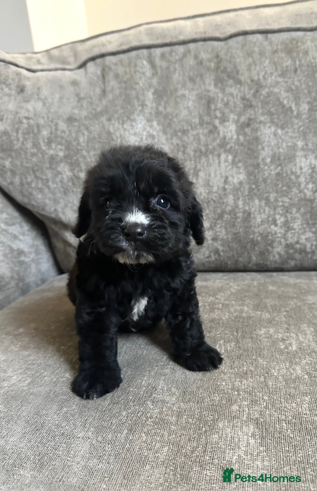 Cockapoo dogs for sale: Cockapoos looking for forever homes - Advert 31