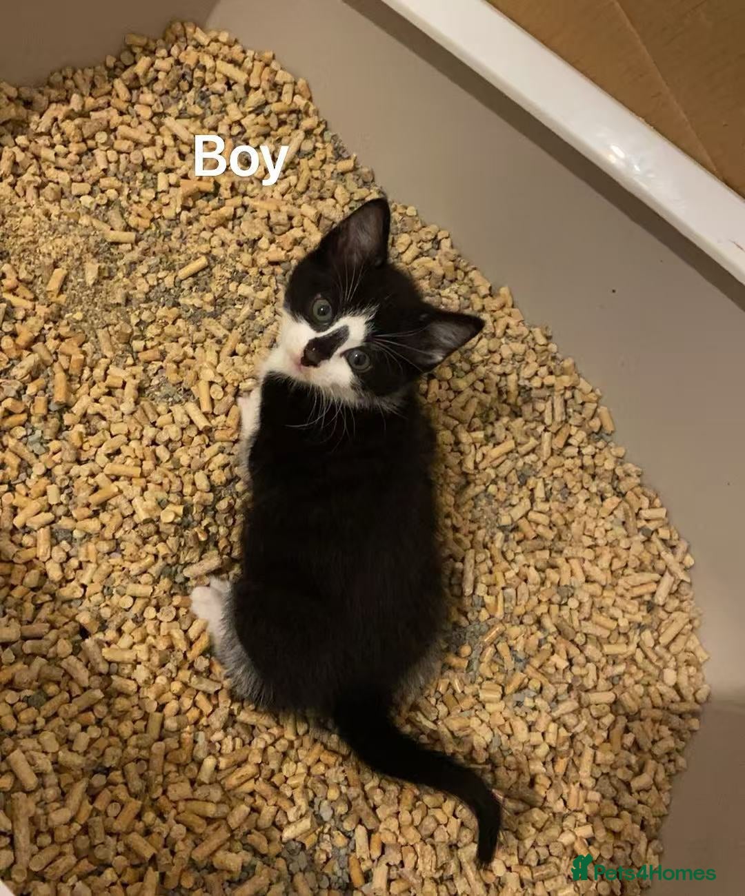 Mixed Breed cats Cute kittens and mom looking for a good home - Advert 22