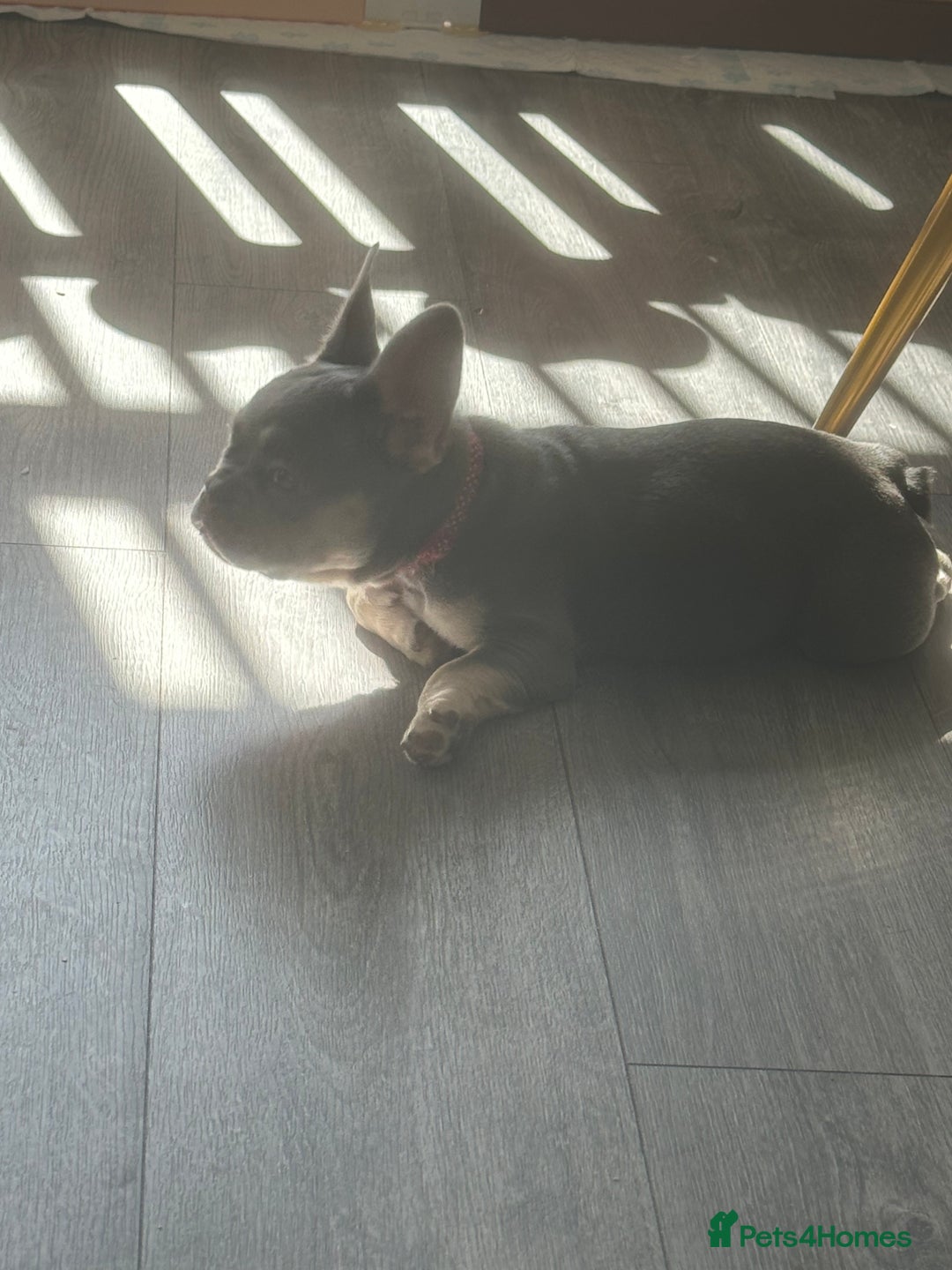 French Bulldog dogs for sale: French Bulldog 1 Fur Baby ‼️PRICE DROP £750‼️ - Image 11