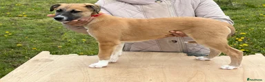 Mixed Breed Puppy 2