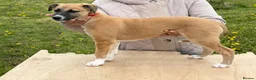 Mixed Breed dogs for sale: Lurcher Pups - Advert 39
